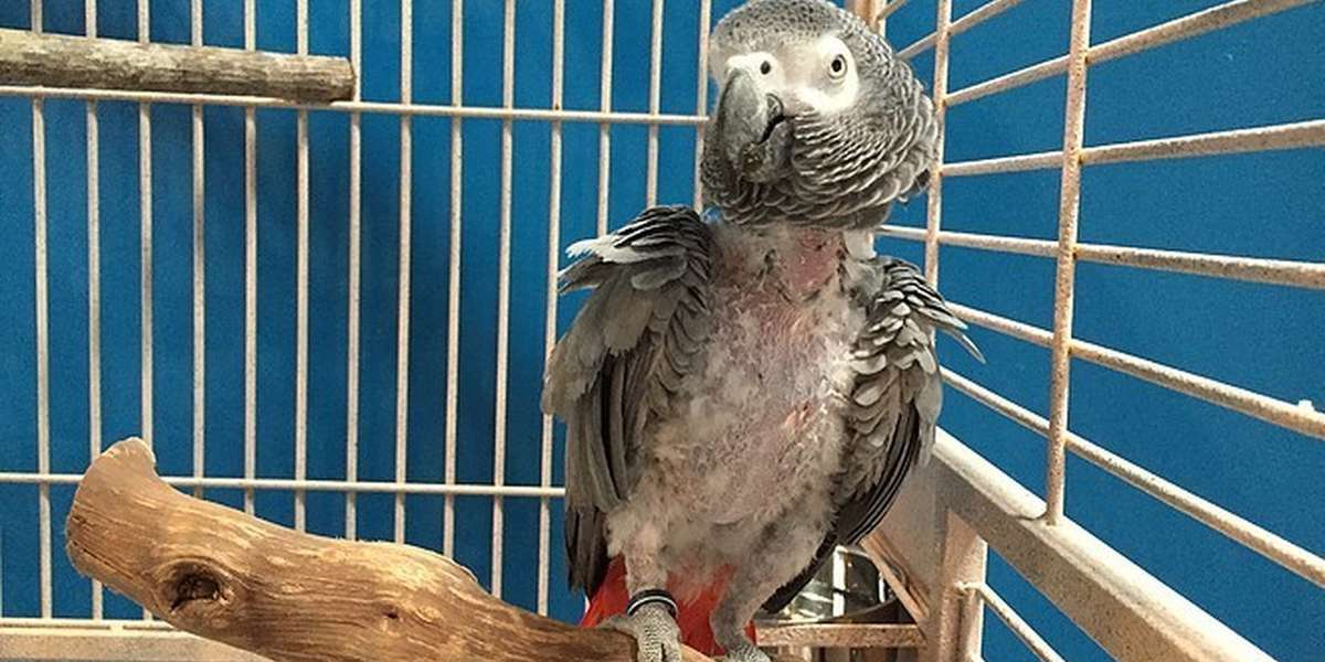 Adopt Me Parrot Value