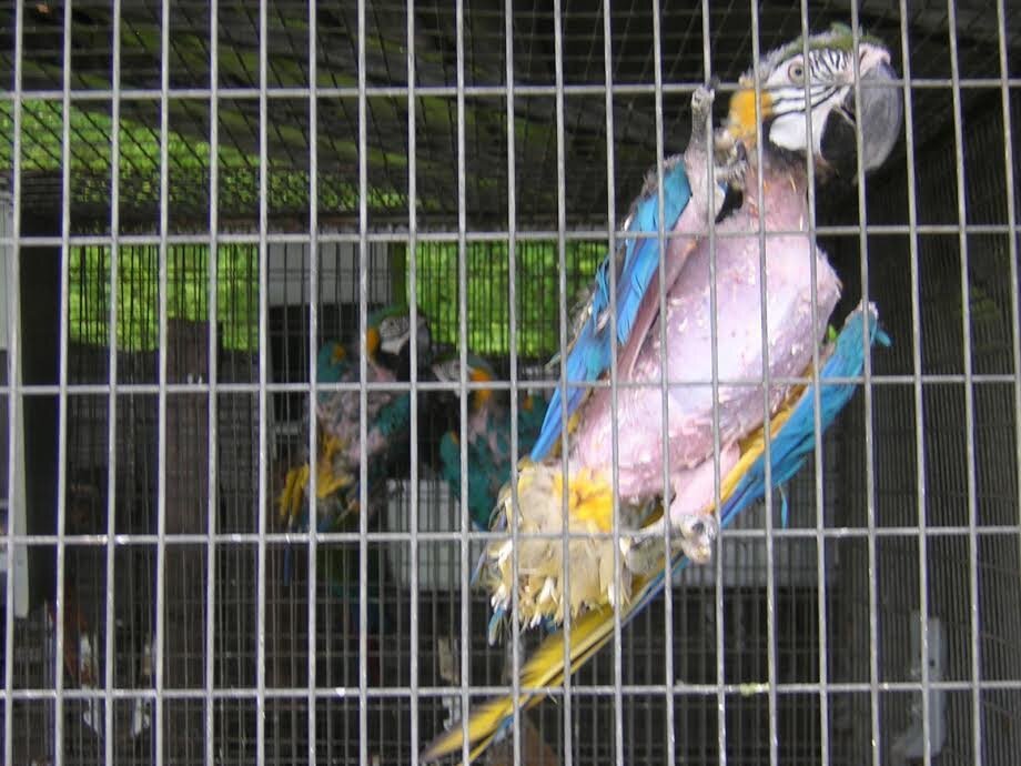 pet world bird cages
