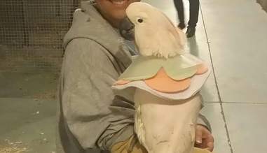 Birds Get Really Stressed When They Re Kept In Cages The Dodo Birds Get Really Stressed When They Re Kept In Cages The Dodo