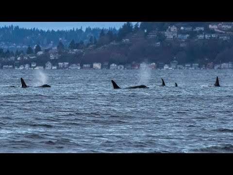 Just beautiful! Resting orca waking up - a must see! http://t.co ...