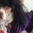 Shelter Dogs Dress Up As Prince (For The Best Reason)