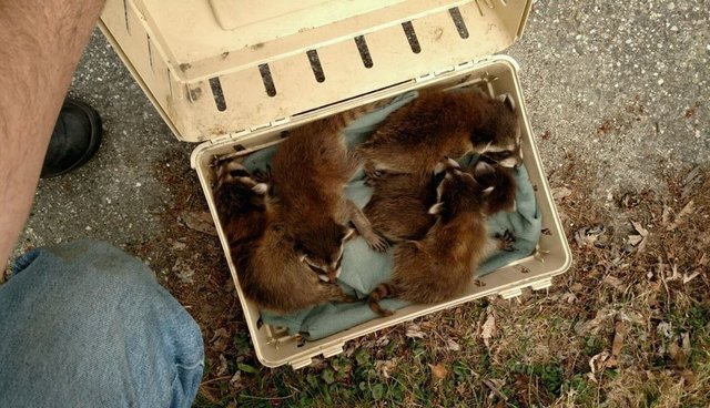 Abandoned Baby Raccoons Carried To Safety By Kindhearted Cops - The Dodo