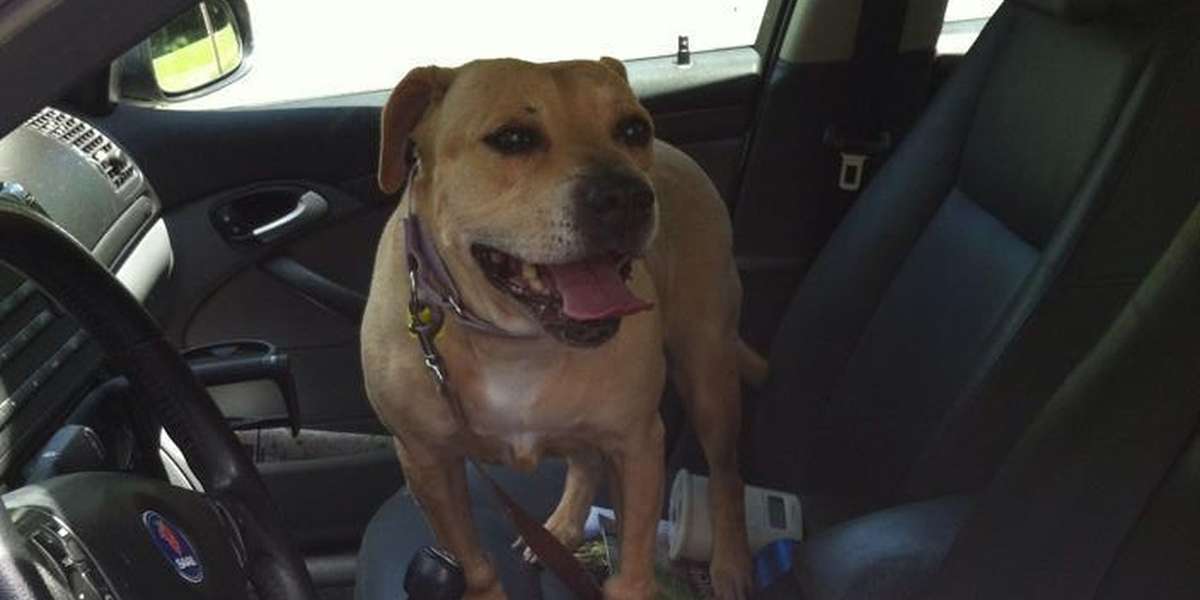 Senior Shelter Dog Practices Riding To Her Forever Home Every Day - The ...