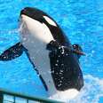 SeaWorld Wants Bigger Tanks — So It Can Get More Orcas