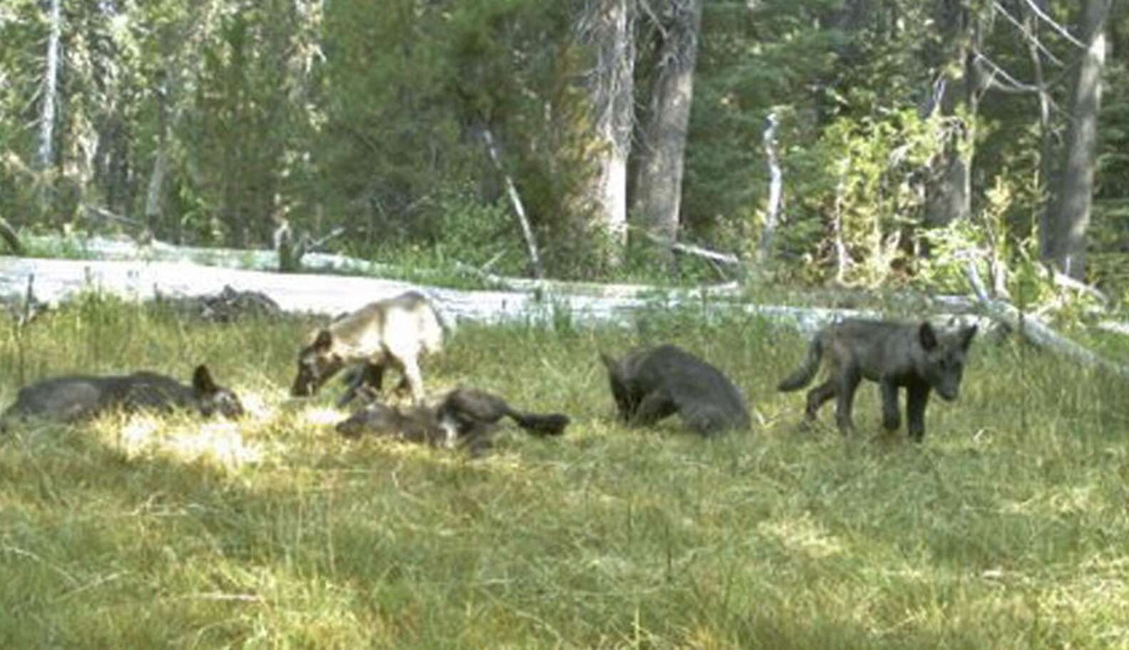 Wolf Pups Spotted In California For First Time In Nearly 100 Years ...