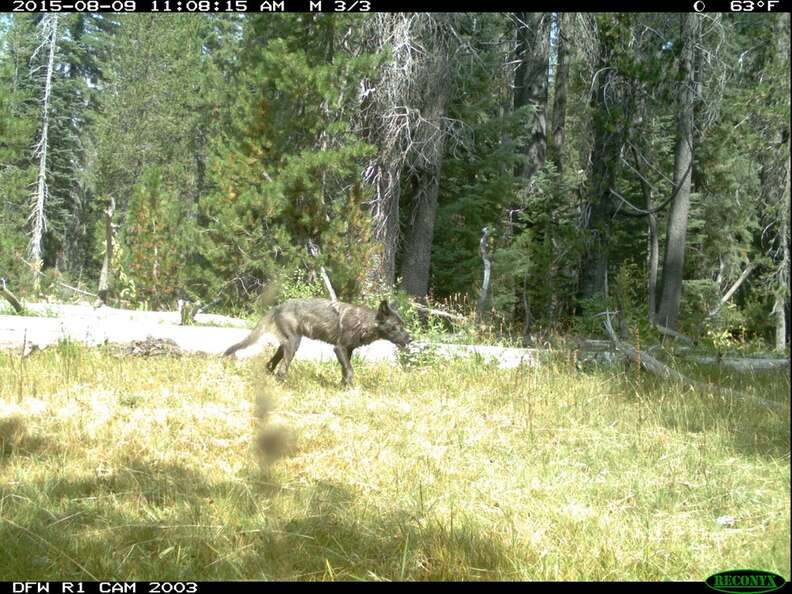 Wolf Pups Spotted In California For First Time In Nearly 100 Years ...