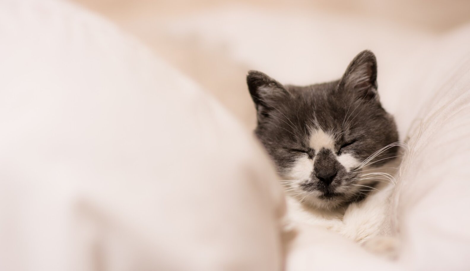 Cat Endures CrossCountry Trip, Stuck Inside Mattress, To Reunite with