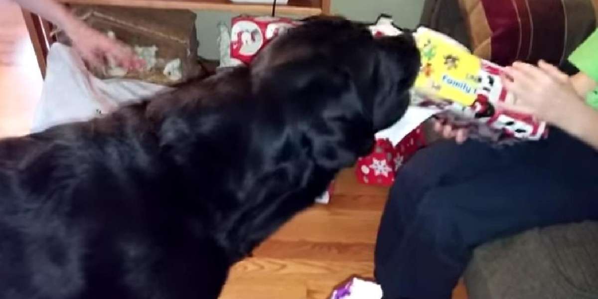 How One Paper-Ripping Dog Was The Perfect Christmas Helper - The Dodo