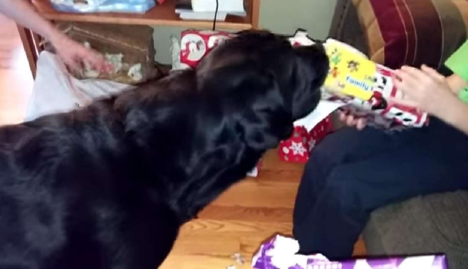 Dog Ripping Open Present How One Paper-Ripping Dog Was The Perfect Christmas Helper - The Dodo
