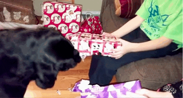 How One Paper-Ripping Dog Was The Perfect Christmas Helper - The Dodo