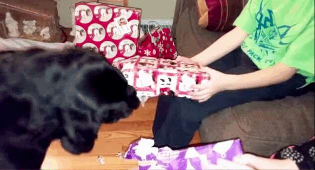 Dog Ripping Open Present How One Paper-Ripping Dog Was The Perfect Christmas Helper - The Dodo