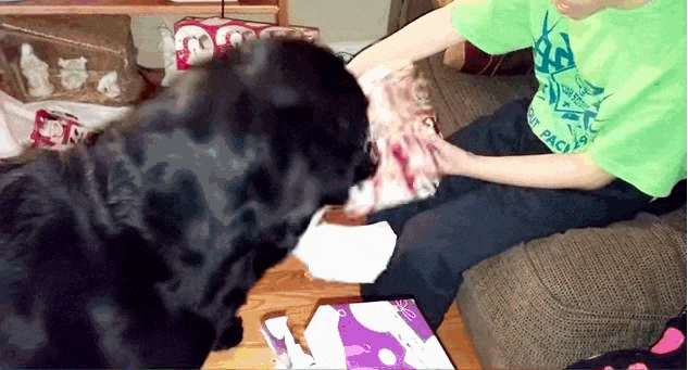 How One Paper-Ripping Dog Was The Perfect Christmas Helper - The Dodo