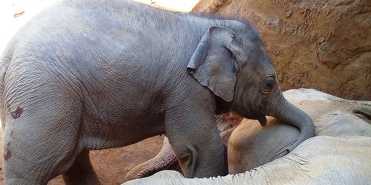 Baby Elephant Grieves Mom Before Rescuers Arrive The Dodo