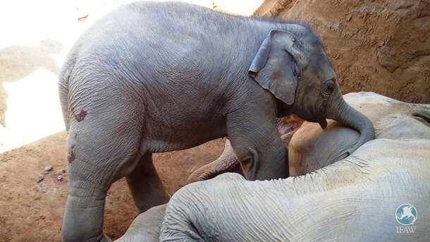 elephant calf grieving mom