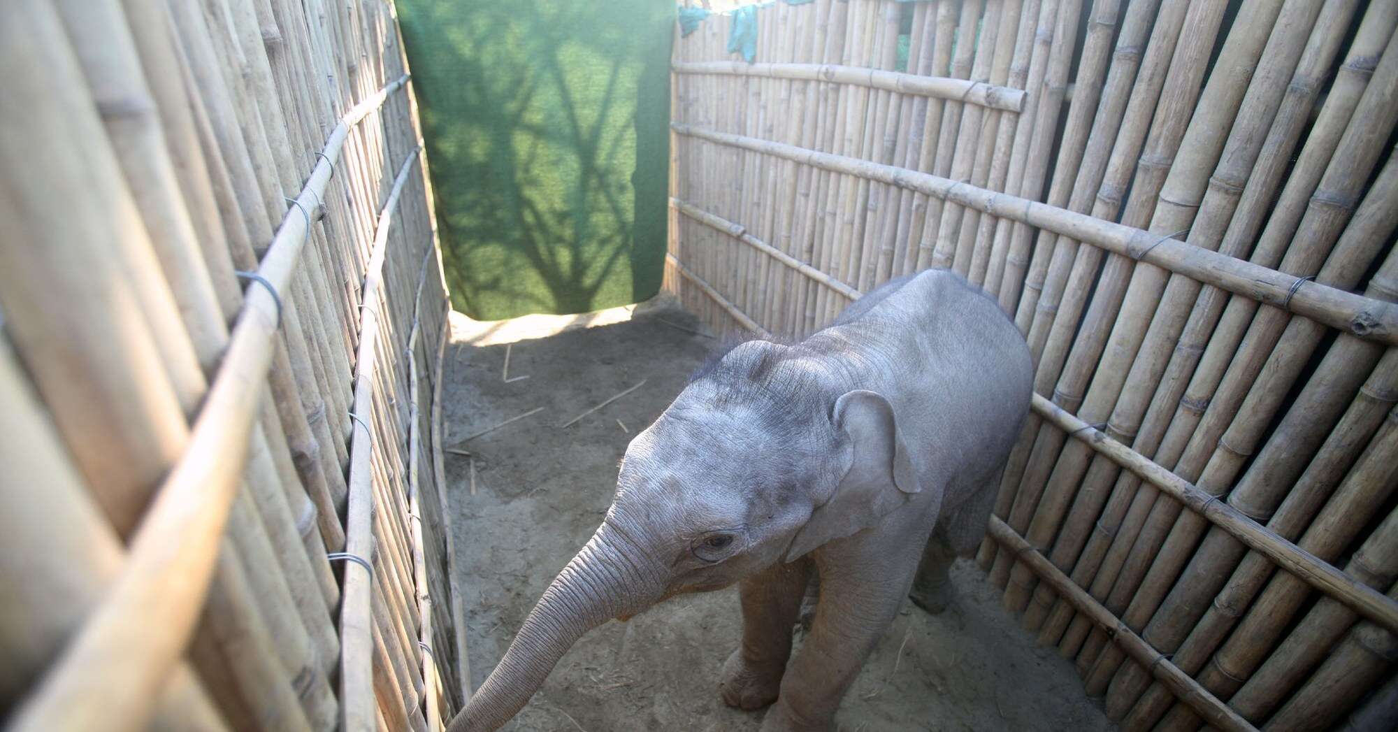 elephant calf rescued in India