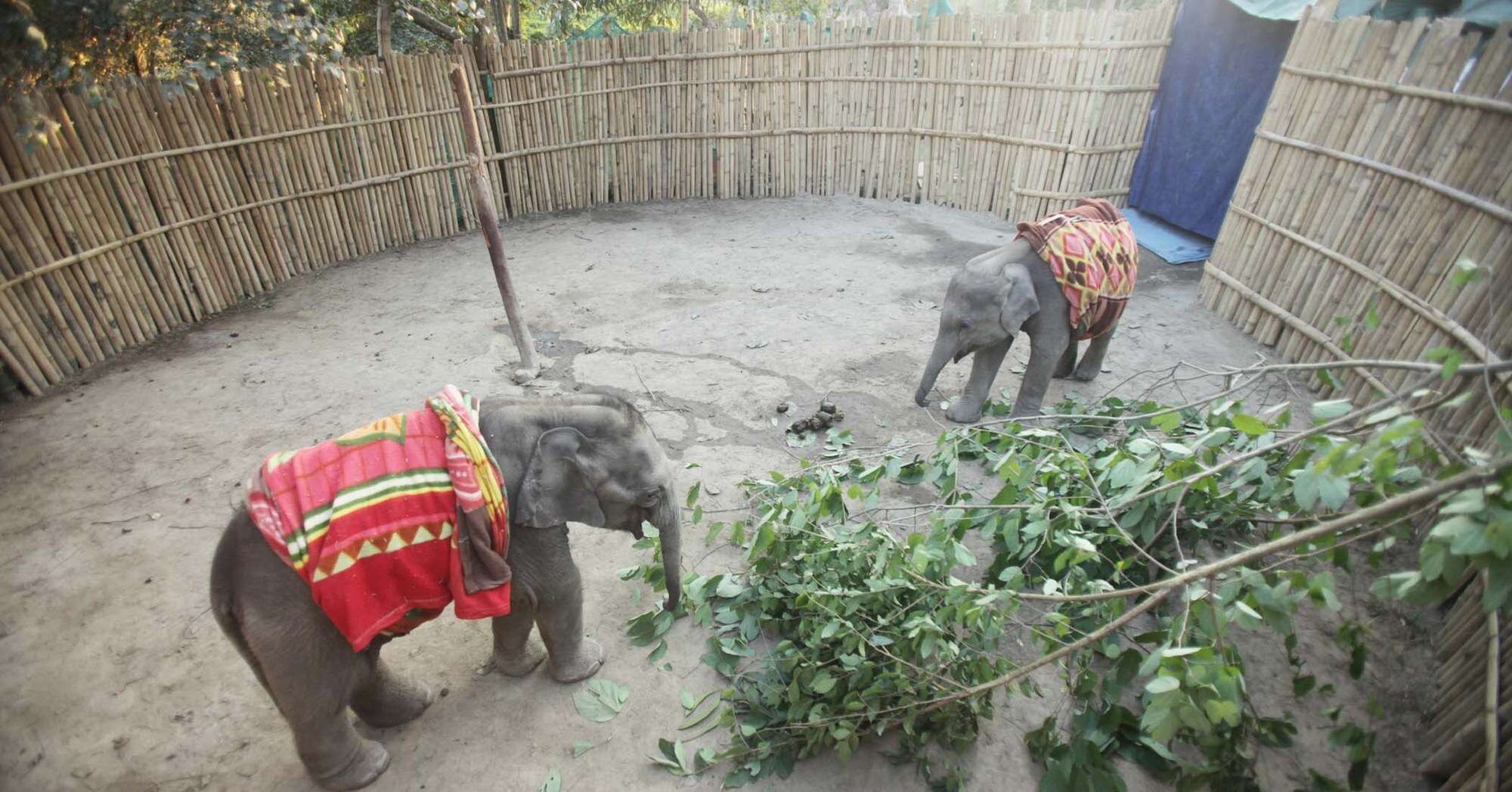 orphaned baby elephant meets friend at rescue center