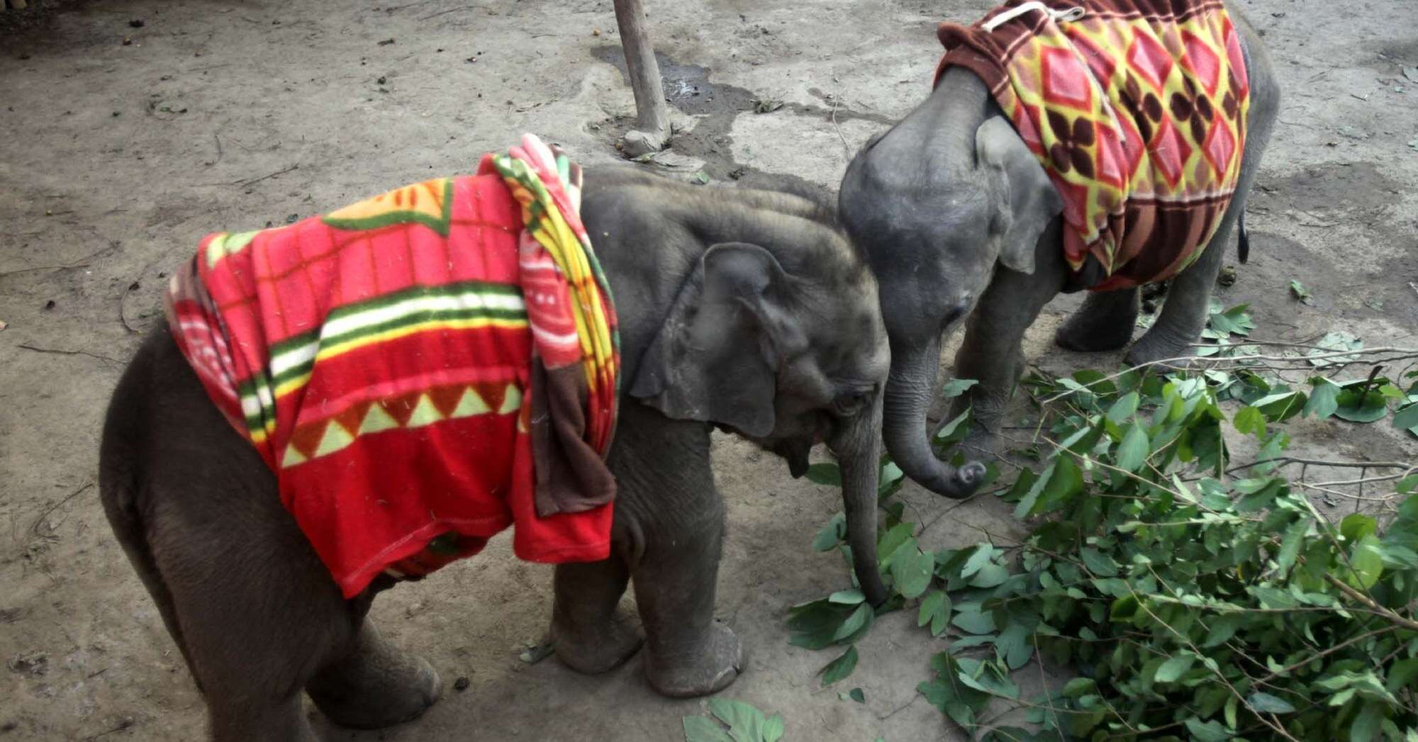 orphaned elephant calves bond at rescue center
