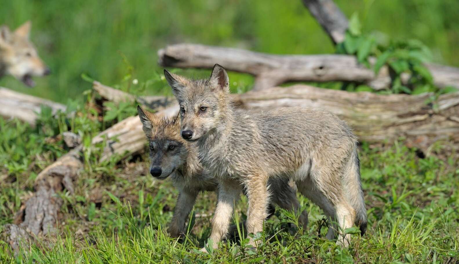 Science Says Wolf Trophy Hunting Doesn't Wash - The Dodo