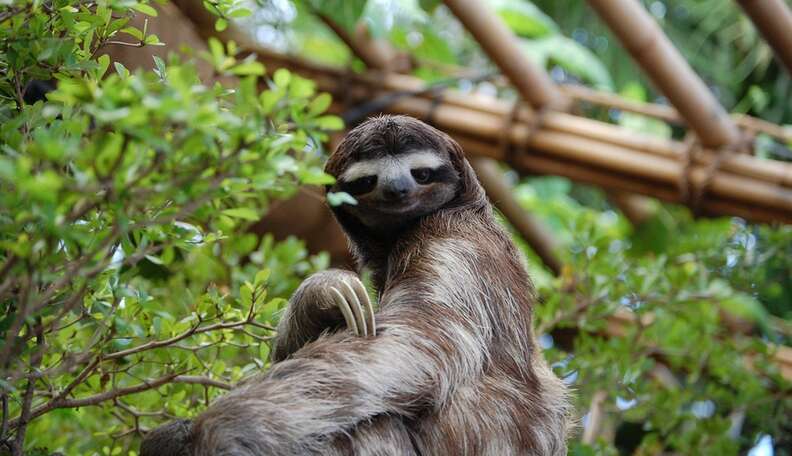 Why The World Has Fallen In Love With Sloths - The Dodo