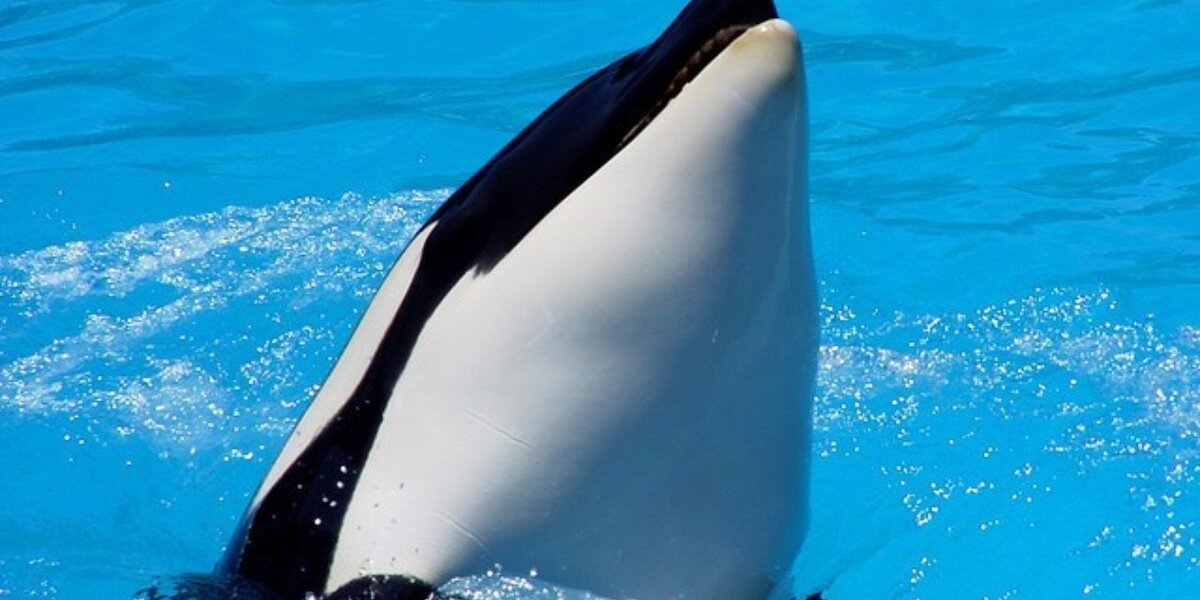 Orca Firework How SeaWorld's Fireworks Hurts Orca Whales - The Dodo