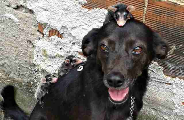 This Is The Baby Opossum The World Has Been Waiting For