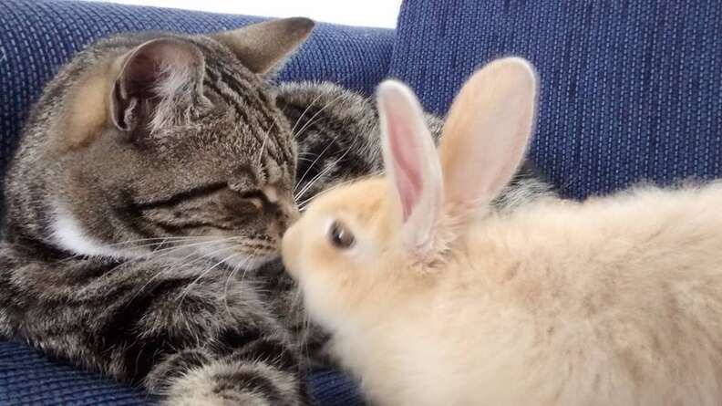 cat and rabbit images