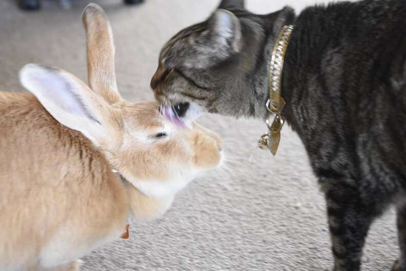 Rescue Cat Can T Stop Grooming And Cuddling Her Rabbit The Dodo