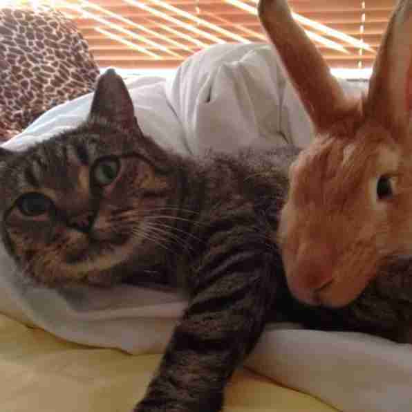 Rescue Cat Can T Stop Grooming And Cuddling Her Rabbit The Dodo