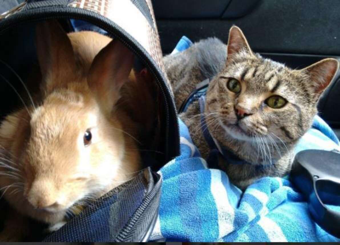 Rescue Cat Can't Stop Grooming And Cuddling Her Rabbit - The Dodo