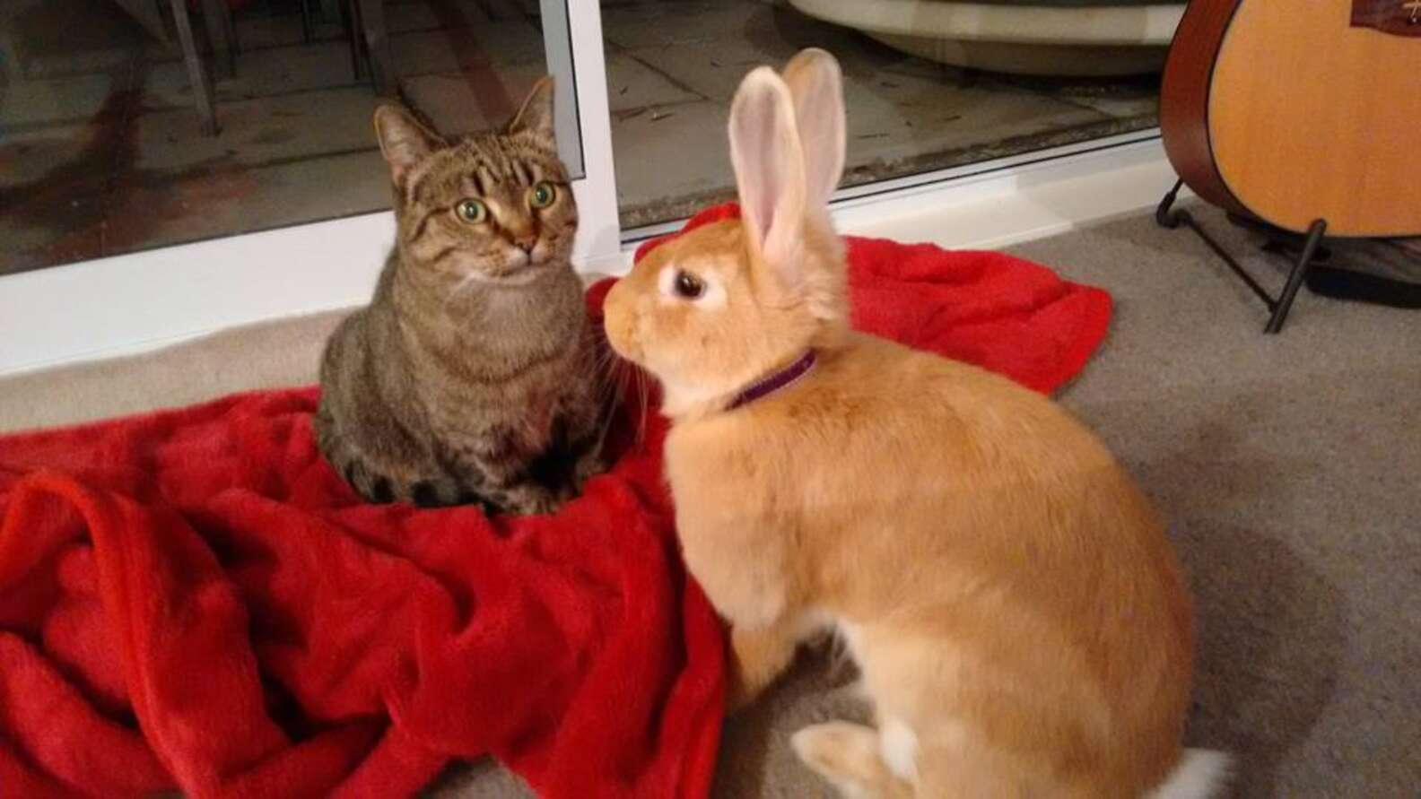 Rescue Cat Can't Stop Grooming And Cuddling Her Rabbit - The Dodo