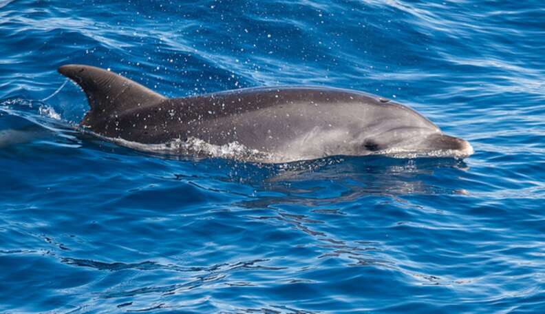 Victory: United Airlines Drops Live Dolphin Transport - The Dodo