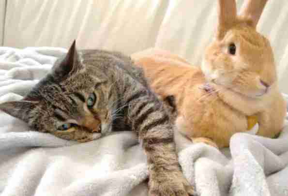 Rescue Cat Can T Stop Grooming And Cuddling Her Rabbit The Dodo