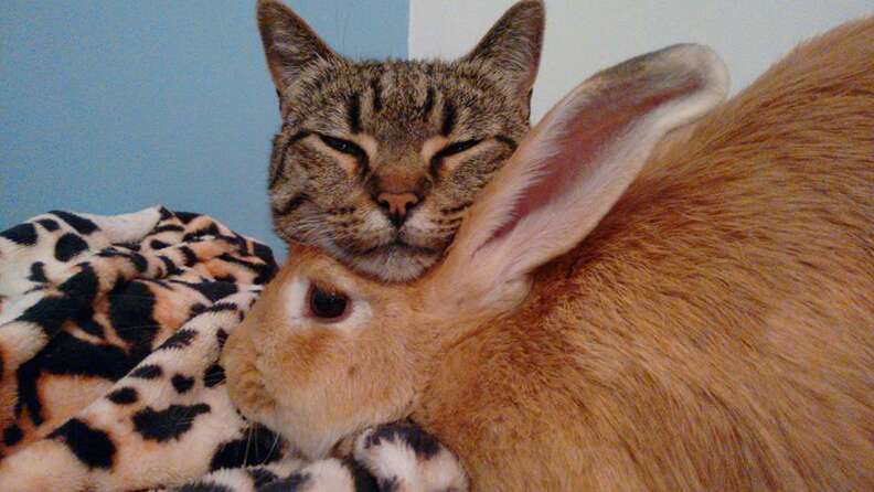 Rescue Cat Can t Stop Grooming And Cuddling Her Rabbit The Dodo