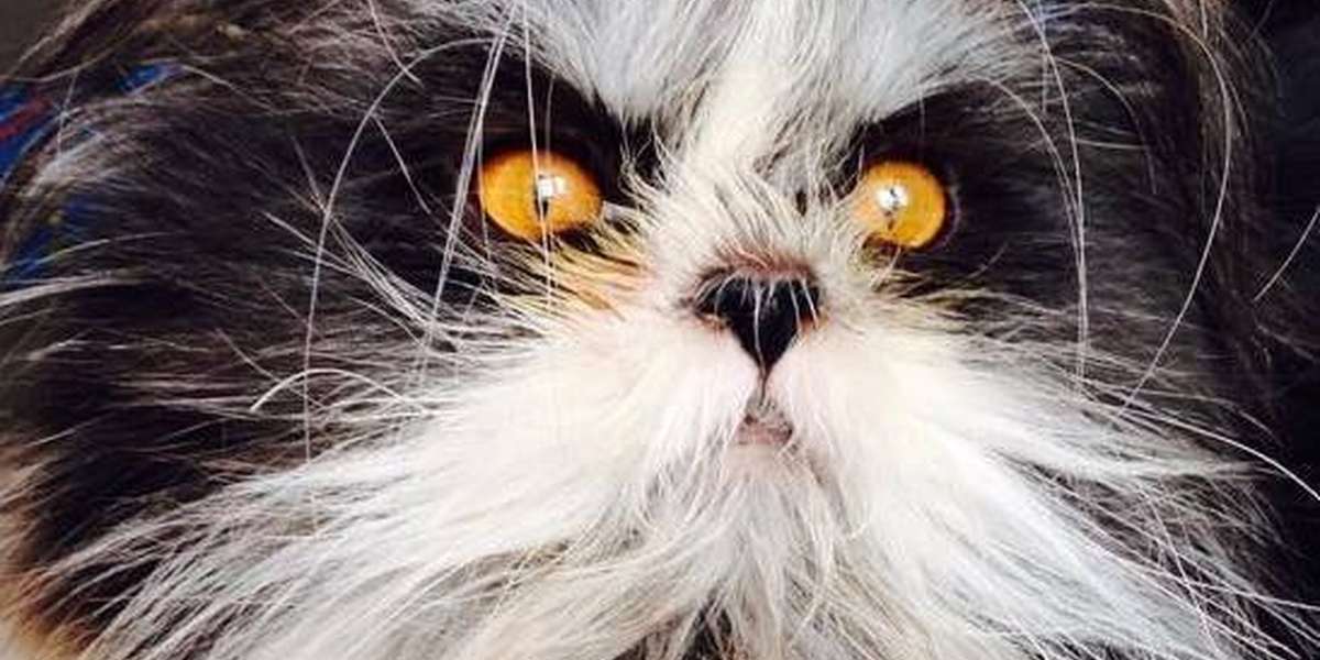 Move Over, Grumpy Cat. There’s A Grumpier-Looking Cat In Town. - The Dodo