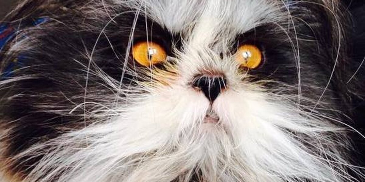 Grumpy Dodo Move Over, Grumpy Cat. There’s A Grumpier-Looking Cat In Town. - The Dodo