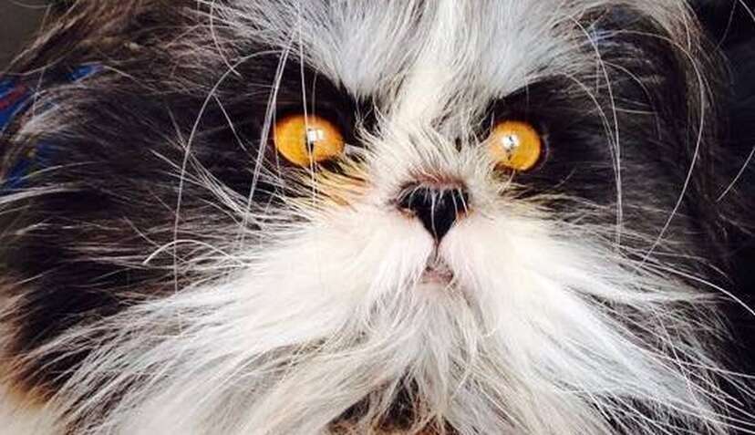 Crazy online looking cat