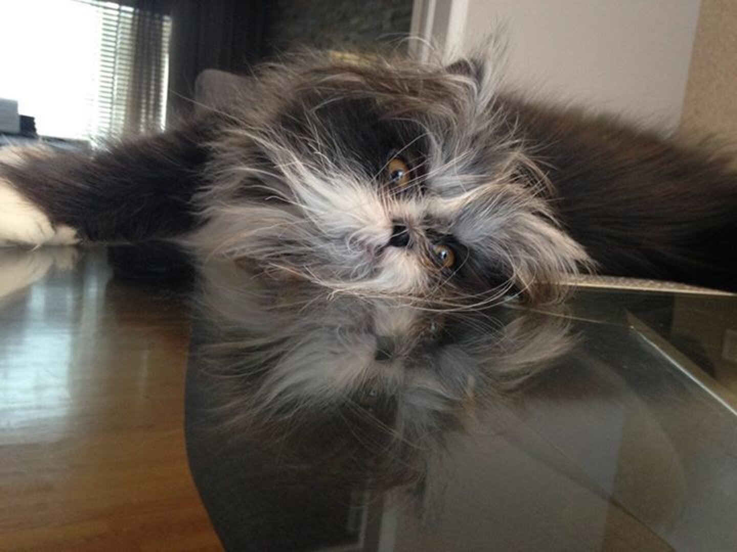 Move Over, Grumpy Cat. There’s A Grumpier-Looking Cat In Town. - The Dodo
