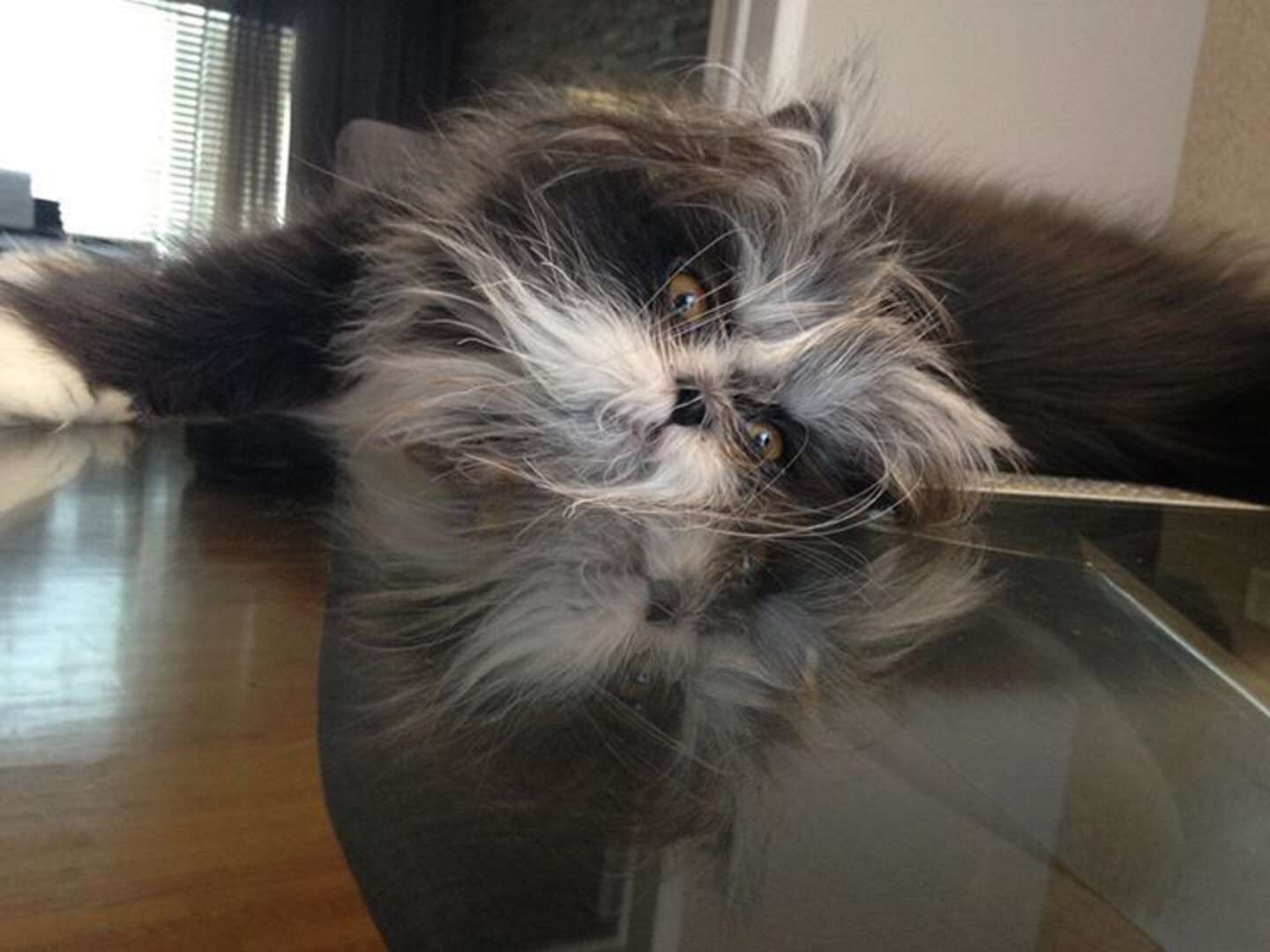 Grumpy Dodo Move Over, Grumpy Cat. There’s A Grumpier-Looking Cat In Town. - The Dodo