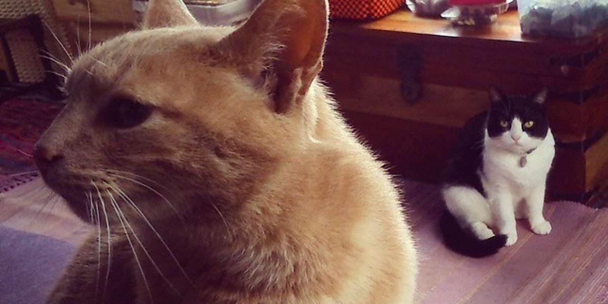 11 Jealous Cats With A Sibling Rivalry Problem The Dodo
