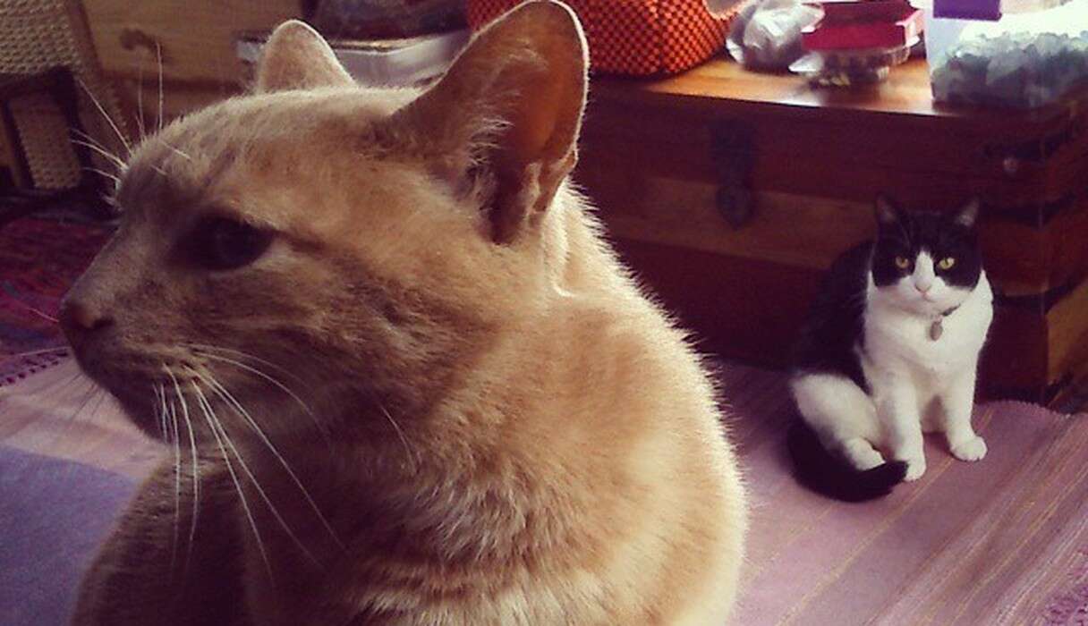 11 Jealous Cats With A Sibling Rivalry Problem The Dodo