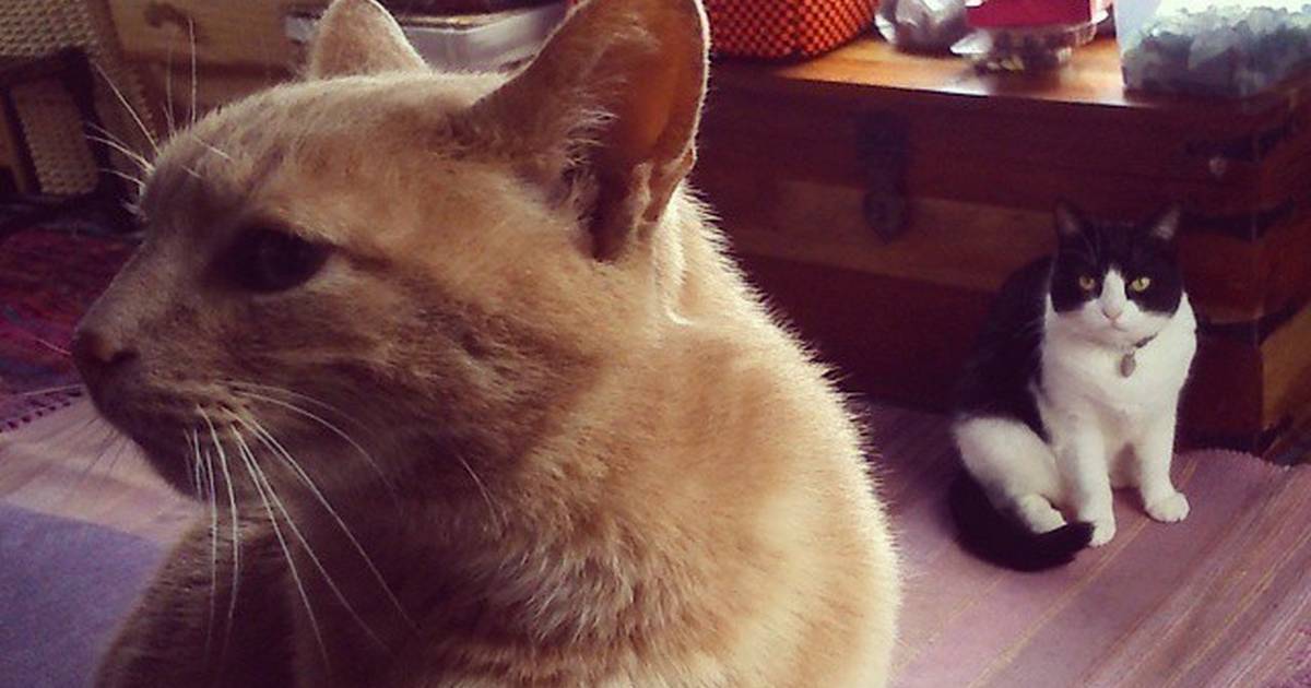 11 Jealous Cats With A Sibling Rivalry Problem The Dodo