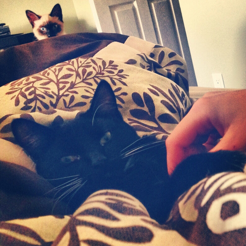 11 Jealous Cats With A Sibling Rivalry Problem The Dodo