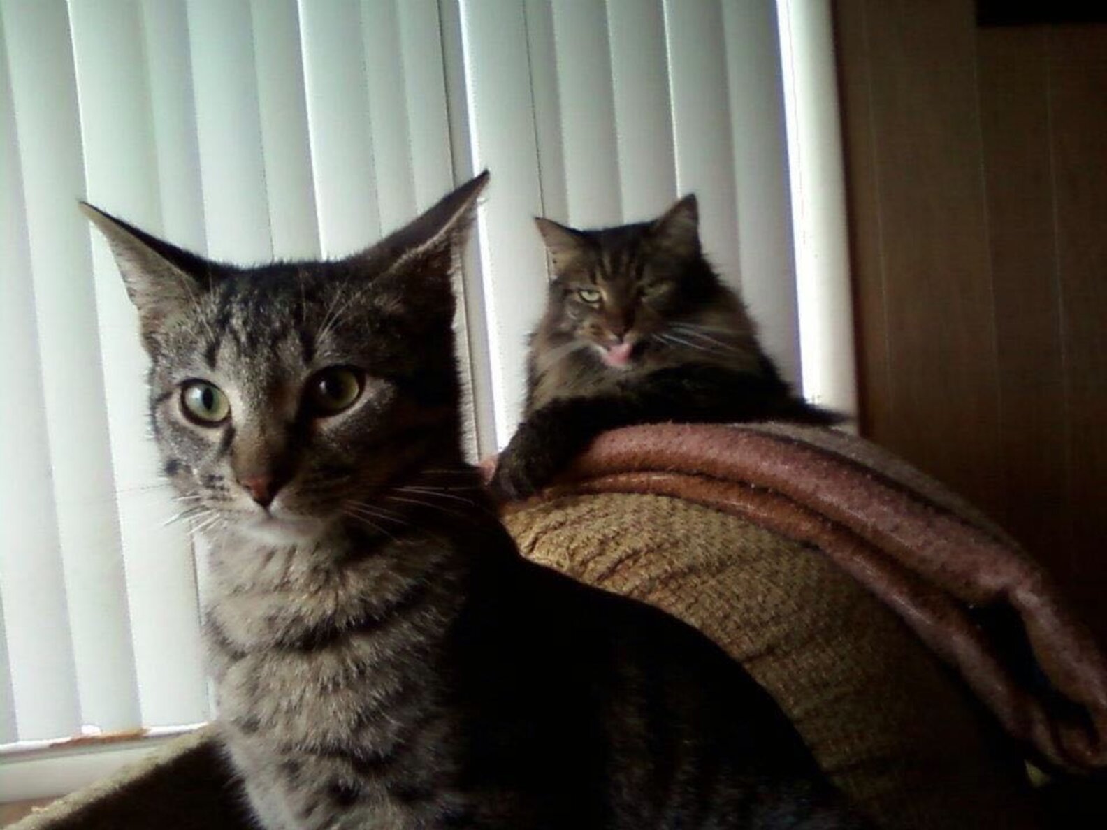 11 Jealous Cats With A Sibling Rivalry Problem - The Dodo