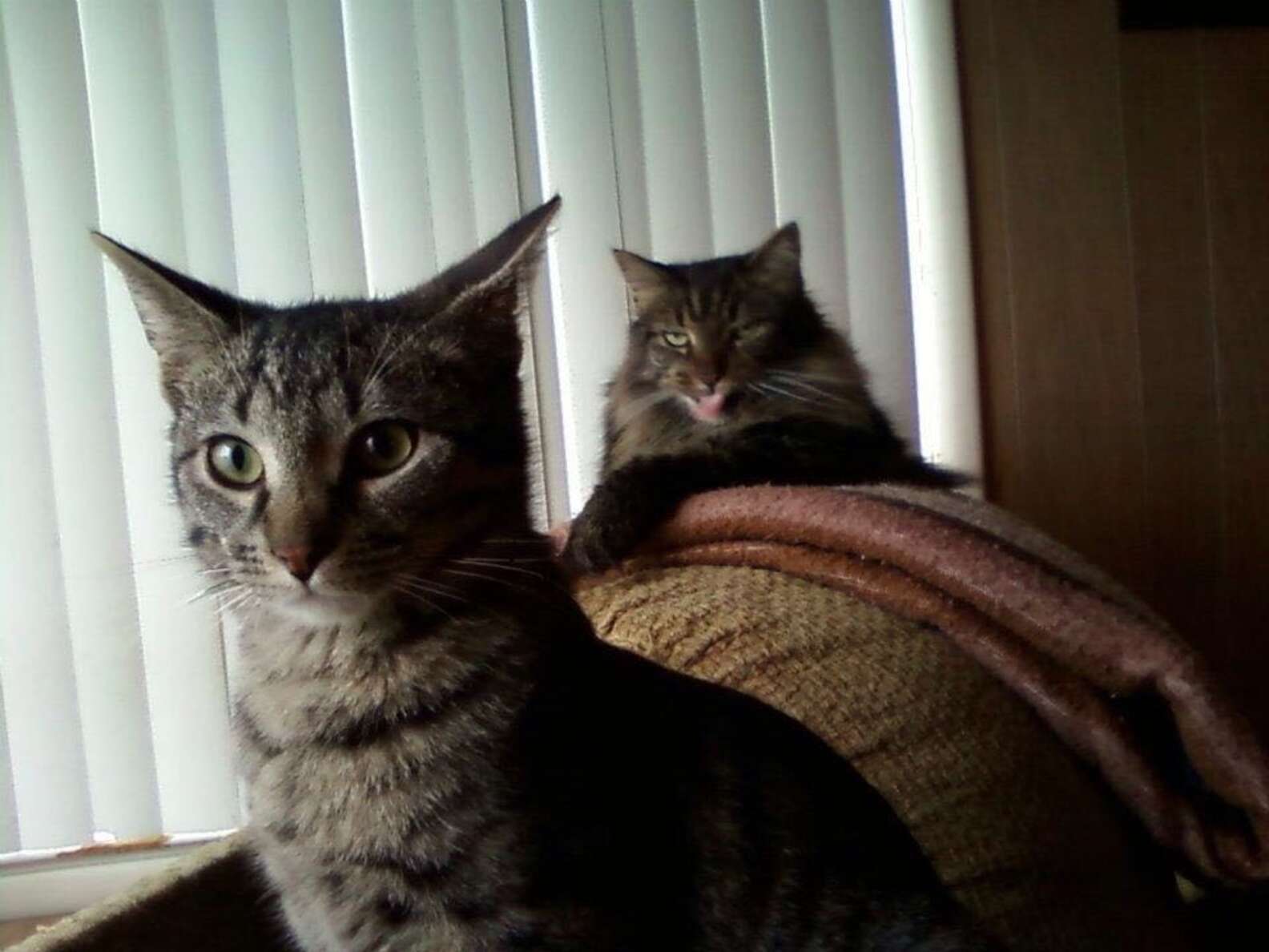 11 Jealous Cats With A Sibling Rivalry Problem - The Dodo