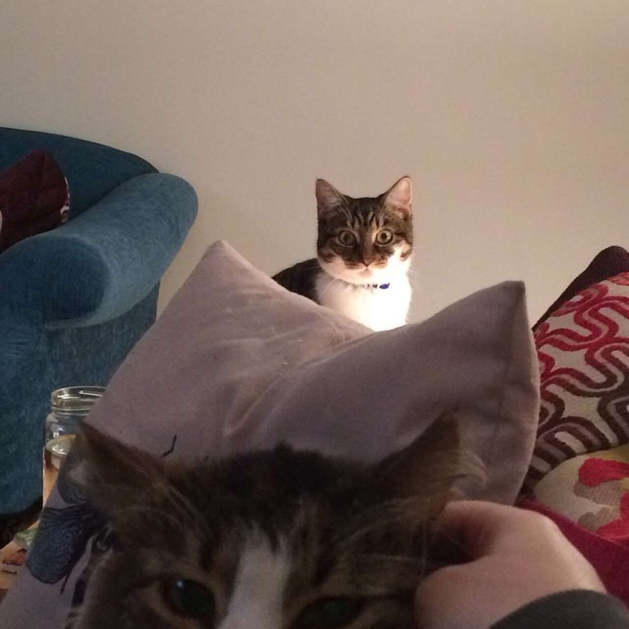 11 Jealous Cats With A Sibling Rivalry Problem - The Dodo