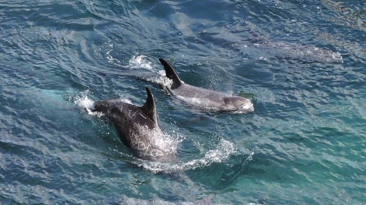 Japan Gets The Boot Over Ties To Bloody Dolphin Hunt - The Dodo
