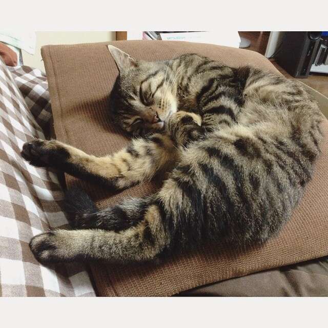 夕方ムサシさん 薄目で見られてる Open One S Eyes Slightly Musashi The Dodo 夕方ムサシさん 薄目で見られてる Open One S Eyes Slightly Musashi The Dodo