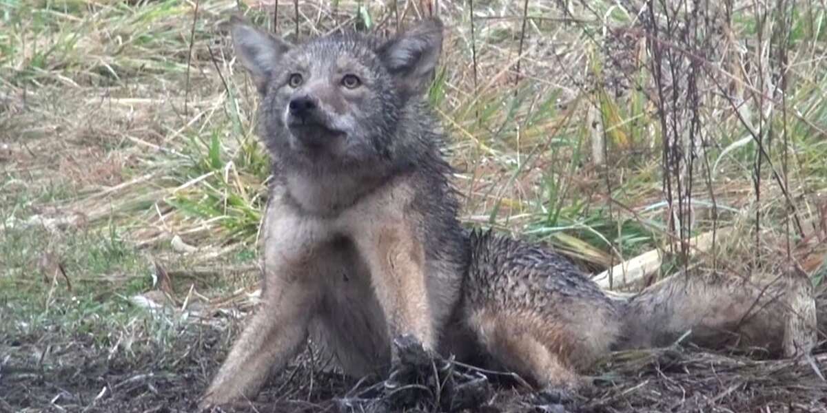 Canada Goose Kills Coyotes For Its Coats The Dodo