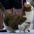 Meet The Tiny-Legged Cats Taking The World By Storm