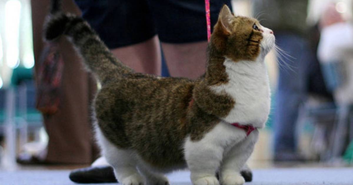 dwarf munchkin cats